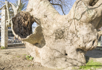 cavity in a trunk of plane tree