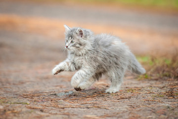 Little grey kitten playing outdoors