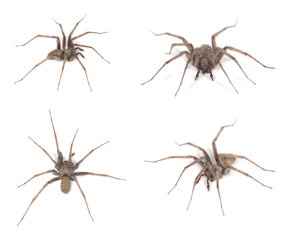 House spider, Tegenaria isolated on white background
