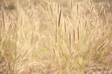 Vintage color weed flower