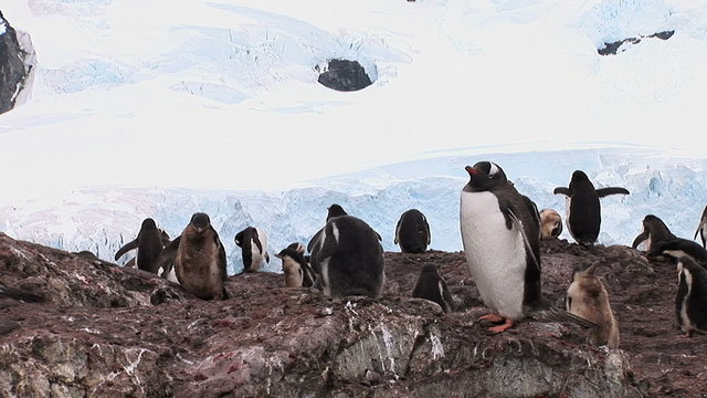 Group of Gentoo Penguins In Paradise Bay, Antarctica