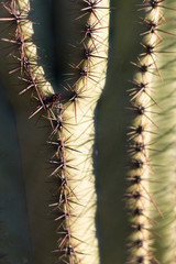 Cactus Close-Up