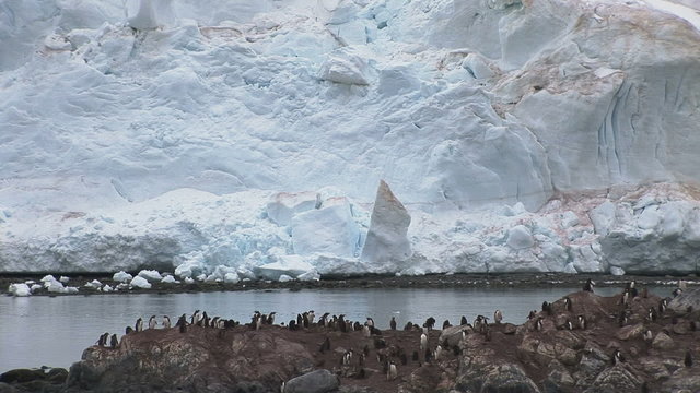Gentoo Penguins in Paradise Harbour, Antarctica