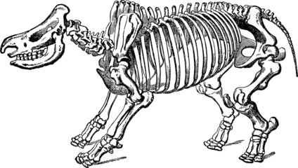 Vintage Illustration skeleton rhino