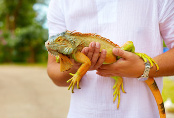 young man, herpetologist holding colorful iguana reptile