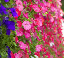 colorful flowers in vertical wall