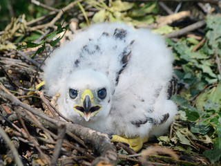 Northern goshawk chick © Sergey Ryzhkov