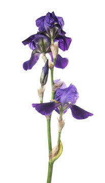 Blue Iris flower , isolated on white