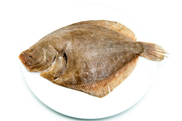 Fresh raw turbot fish on white plate