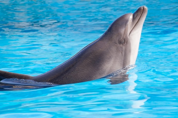 Obraz premium dolphin