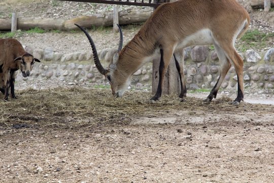 Antelope