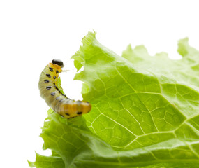 Yellow caterpillar eating lettuce leaf
