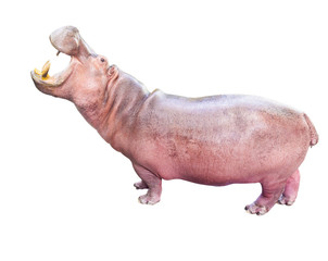 hippopotamus, wild animal isolated