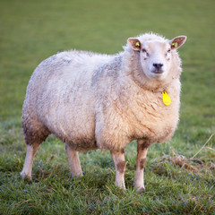 adult sheep stands in meadow and looks