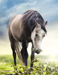 Fototapeta premium Horse eating branch with leaves