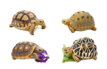 Collect of tortoise , exotic animal