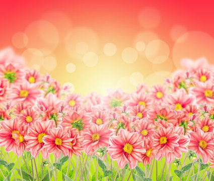 flowers bokeh background with red pale dahlia