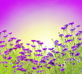 Flowers background with lilac cornflower