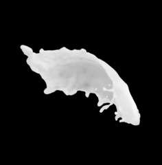 Milk splashes collection, isolated on black background