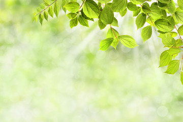 Fototapeta na wymiar Frühling 324