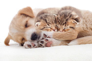 puppy and kittens sleeps