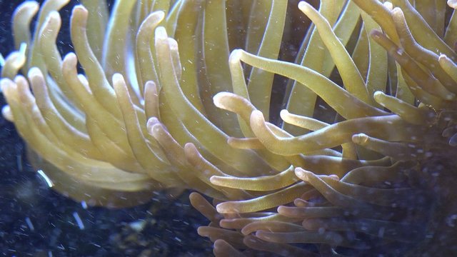 Sea Anemone, Sea Life, Underwater, Nature