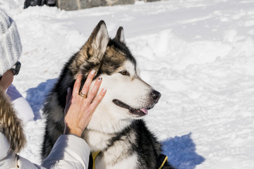 DOG AND FRIEND
