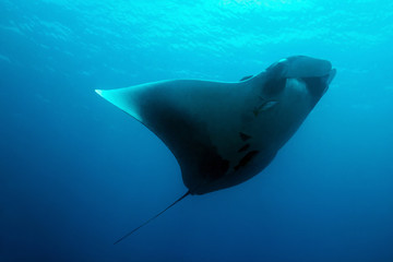 Pacific Manta Ray (Manta Birostris), Caño Island, Costa Rica