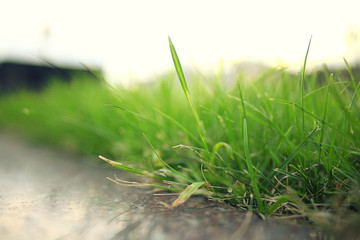 green grass with dew summer background