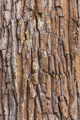 skin of tree texture