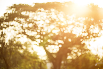 Bokeh leaf with sunlight