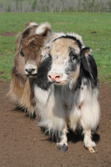 Deux yaks dans la steppe