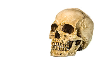Side view of human skull