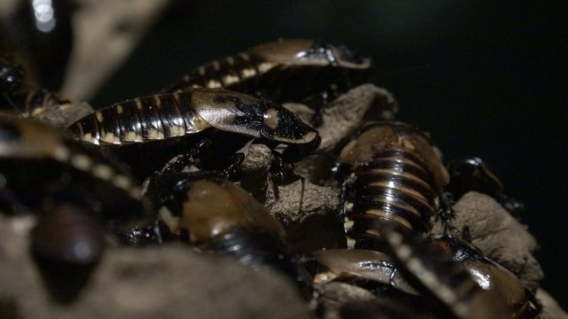 Cockroaches, Roaches, Insects, Nature