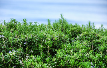 plant border over blue