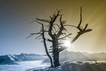 Bergsonne und ein alter Baum