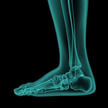 side x-ray view of human foot and ankle