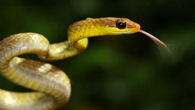 Olive whipsnake (Chironius fuscus), Ecuador