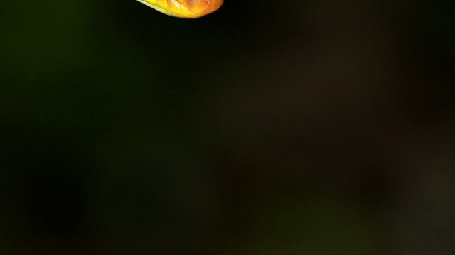 Olive whipsnake (Chironius fuscus) strikes at camera