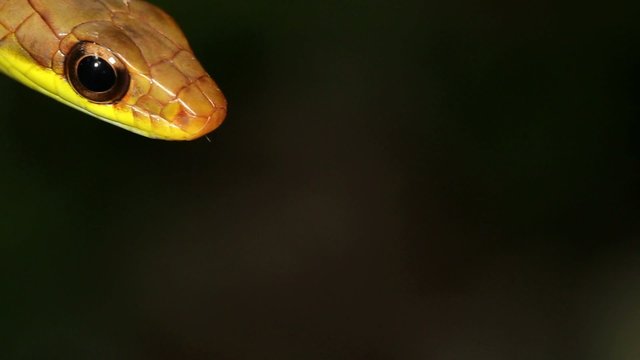 Olive whipsnake (Chironius fuscus) strikes at camera