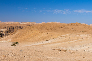 Fototapeta na wymiar Wild desert goats herd.