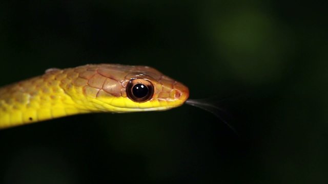 Olive whipsnake (Chironius fuscus), Ecuador