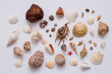 Collection of sea shell