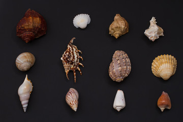 Variety of seashells.