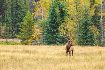 Fototapeta na wymiar Deer with antlers