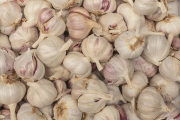 Garlic