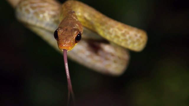 Olive whipsnake (Chironius fuscus), Ecuador
