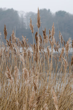Schilfgräser am See (Winter)