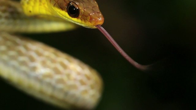 Olive whipsnake (Chironius fuscus), Ecuador