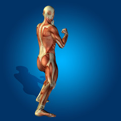 Conceptual 3D human man health anatomy